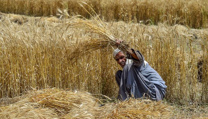 آواران ئٹی خولُم نا تیار فصل آتے ہُشار